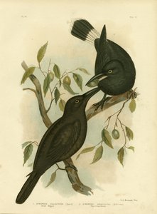 Zwarte Ekster of Zwarte Currawong, 1891 door Gracius Broinowski